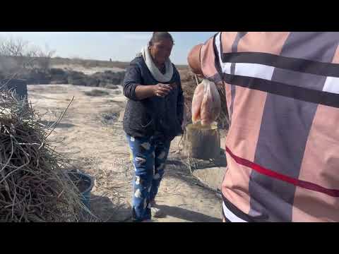 They extract wax from the candelilla to sell it, this is what they do after collecting it in the ...