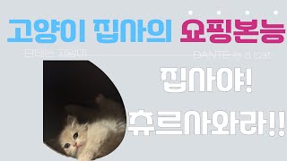고양이 츄르셔틀 [집사로그]