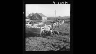 American Folk Music (CA): Clementine