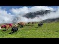 Vache D Hérens Du Sanetsch
