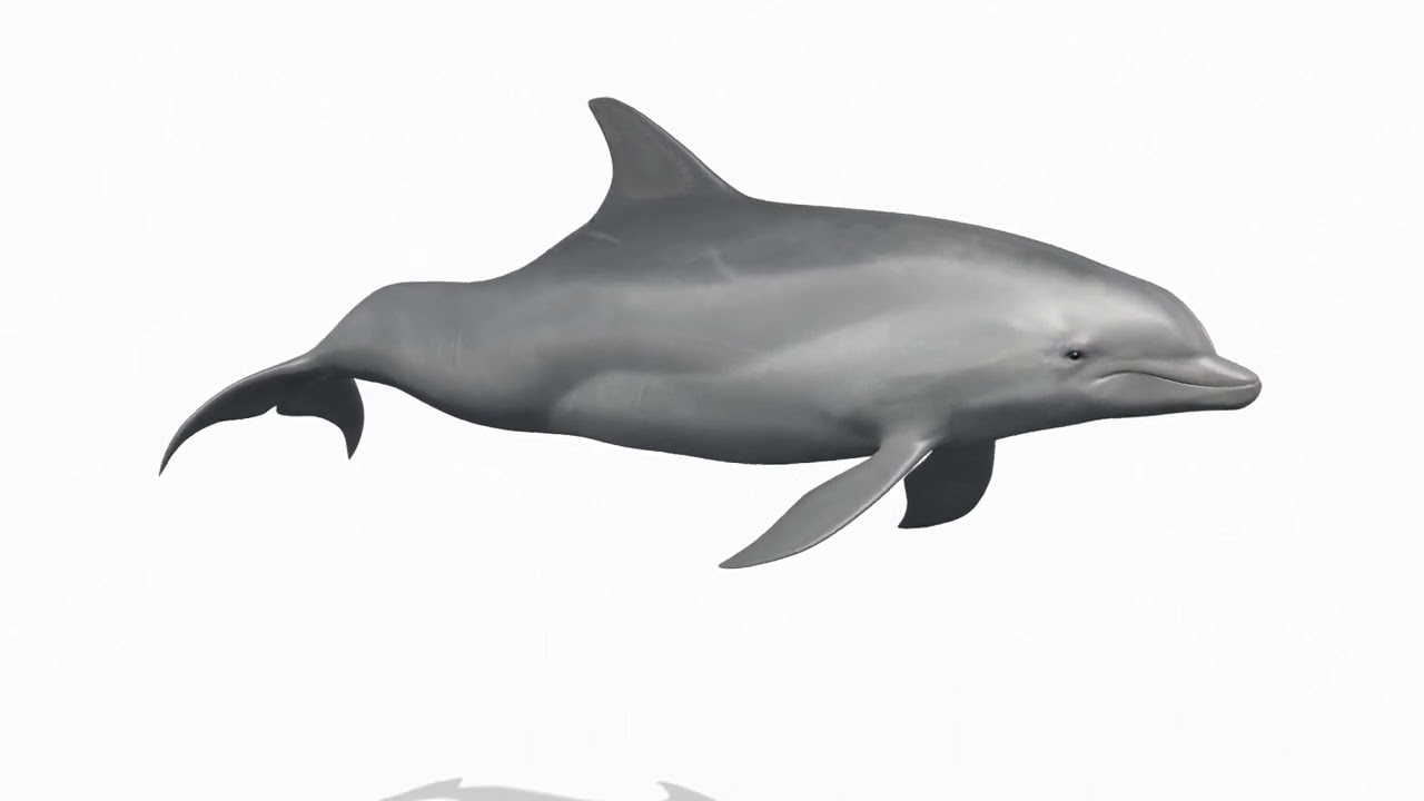 Delfino animato in 3D Modello 3D