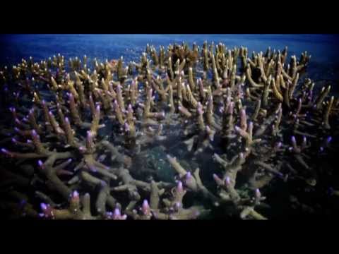Western Australias Ocean Environment A Voyage of Discovery