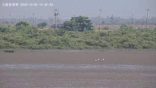 Tainan City · Qigu Black-faced Spoonbill Pavilion live stream