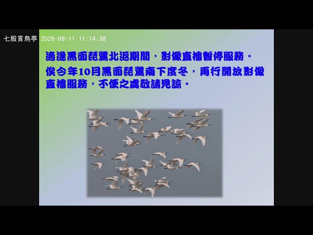 【台江】台江國家公園線上直播 - 七股賞鳥亭黑琵影像|【Taijiang】Qigu Black-faced Spoonbill Watching Pavilion Live Stream cctv 監視器 即時交通資訊 【台江】台江國家公園線上直播 - 七股賞鳥亭黑琵影像|【Taijiang】Qigu Black-faced Spoonbill Watching Pavilion Live Stream cctv 監視器 即時交通資訊