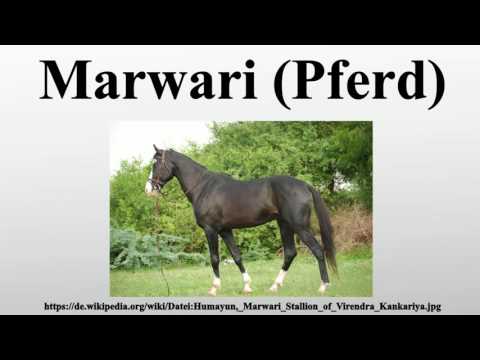 , title : 'Marwari (Pferd)'