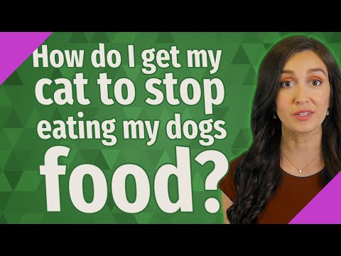 How do I get my cat to stop eating my dogs food?