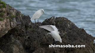 カラシラサギ2羽、エリグロアジサシ飛来(動画あり)