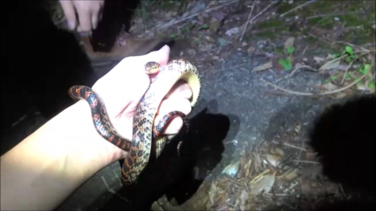 夜の対馬はヤバいヤツがいっぱい