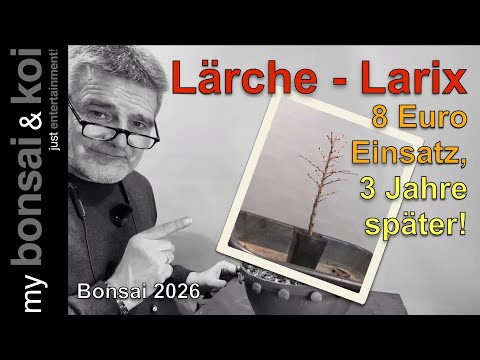 Bonsai 2026-3 - Larch - Larix - €8 investment, three years later! - #bonsaicrazy