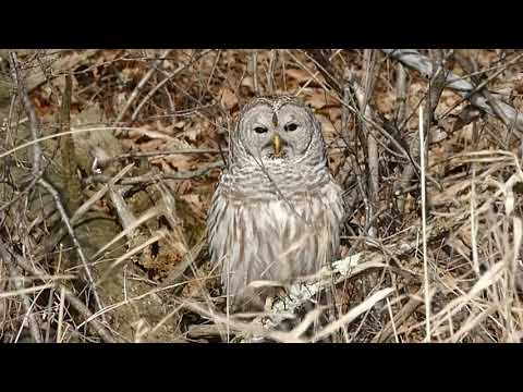 Unexpected Activity While Filming a Barred Owl!