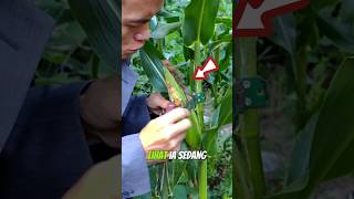 Download lagu Orang bodoh mp3 Download lagu Orang bodoh mp3