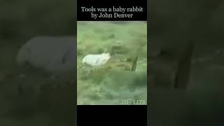 Tools was a baby rabbit. #music #shorts #johndenver #song #rabbit #friends