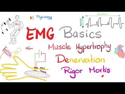 Electromyography (EMG) Basics, Muscle Hypertrophy, Denervation, Rigor Mortis - Muscle Physiology