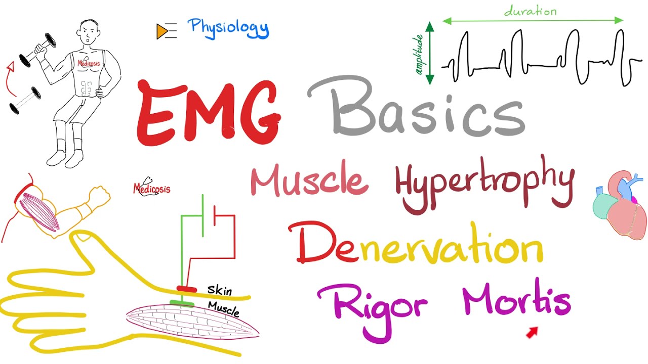 Electromyography (EMG) Basics, Muscle Hypertrophy, Denervation, Rigor Mortis - Muscle Physiology