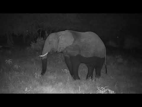 Djuma: Sights and sounds of the night - 20:24 - 03/21/20
