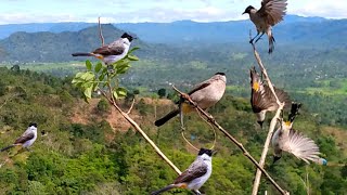 Download lagu panen burung KUTILANG liar !! pikat kutilang auto raih banyak tropy mp3 Download lagu panen burung KUTILANG liar !! pikat kutilang auto raih banyak tropy mp3