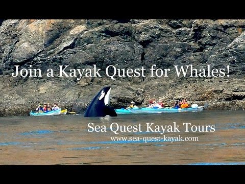 Killer Whale Kayaking Tours - San Juan Islands - Kayak with Orcas!