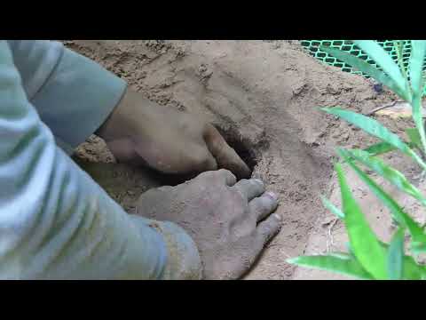 Incredibly amazing! women catch more fish in long, dry canals today