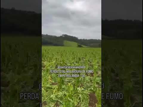 Perda total da lavoura de fumo em Petrolândia (SC) após o forte temporal com granizo registrado