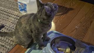 bopa eats her tuna salad and licked her salad bowl clean@bopacat25#cutecat