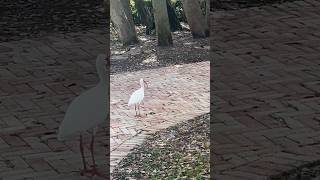 気ままな鳥さん🐔　#鳥