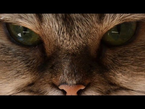 Bili ko mujh p gussa a gia |Angry 😠 😡 cat 🐈 in my building |@tahirapakistani31