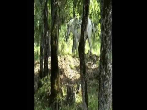 Dafnospilia - Karditsa