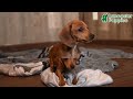 Miniature Dachshund dogs for sale: Joy - Video 1