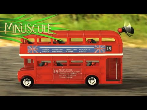 Minuscule – Mad fly / Mad mouche (Season 2)