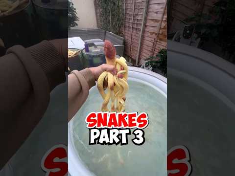 Lets Grow 100 Snakes Part 3 (MASSIVE RESULTS) #shorts