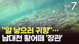알 낳으러 고향 왔어요…강물 거슬러 오르는 황어떼 '금의환향' [뉴스7]