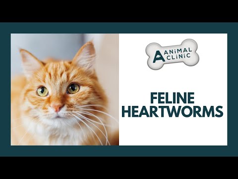 How To Care For Cats With Heartworms | A-Animal Clinic | Fort Worth, Texas