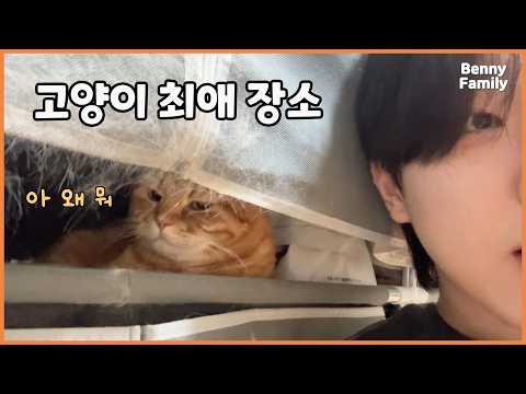 형아 옷장을 점령해버린 고양이들