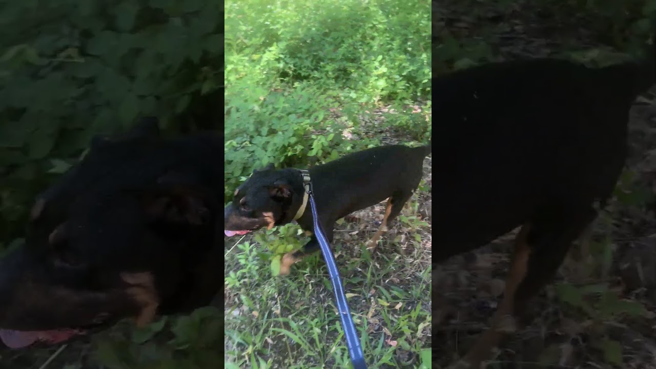 Ronnie, a Adoptable Mixed Breed in Sonoma, CA video 6/6