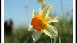 Daffodils Sonny Rollins In a Sentimental Mood.wmv