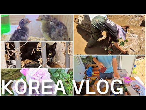 Наши летние будни в Корее / KOREA VLOG
