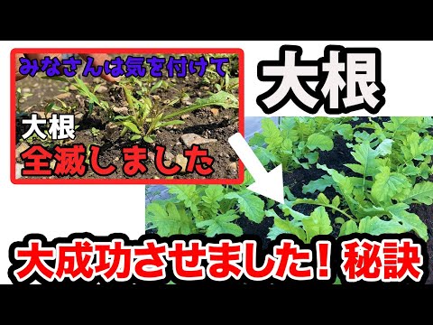 園芸 ピンク大根