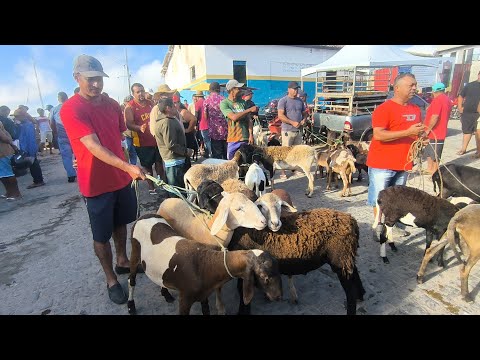 FEIRA DE ANIMAIS DE PUXINANÃ-PB 14/09/2026