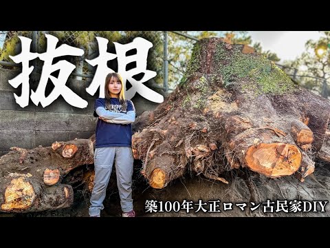 荒れた敷地のラスボス！超巨大切り株の抜根から整地完了まで【大正ロマン古民家DIY⑨】