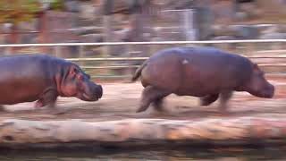 Incredible Moments Caught on Camera - Best of Compilation!