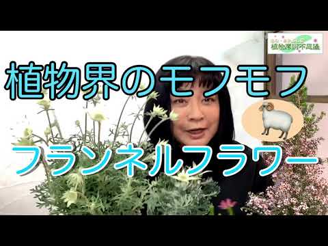 フランネルブッシュ 植物