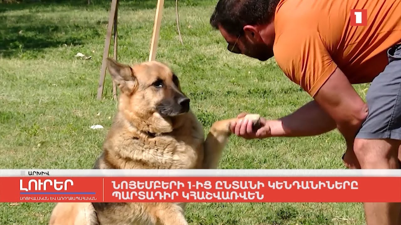 Նոյեմբերի 1-ից ընտանի կենդանիները պարտադիր կհաշվառվեն