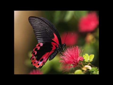 Fog El Nakhal New age