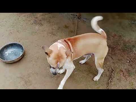 New funny cat and dog videos 2023🐕 😺