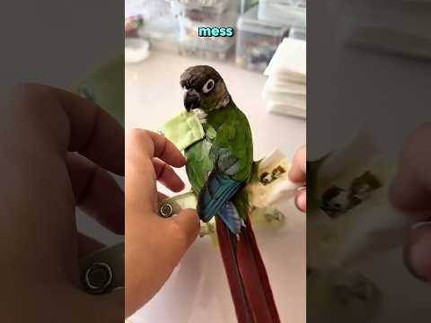 Parrot Wears a Diaper to Fly Free 😲