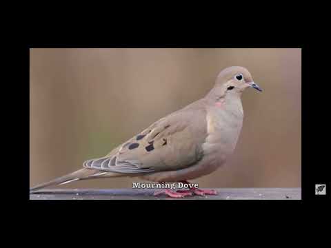 Mourning Dove (bird sounds)