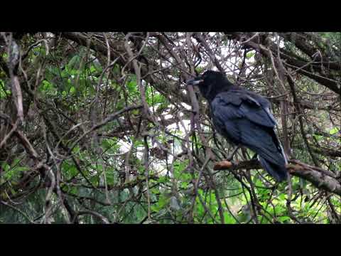 Four Juvenile Ravens