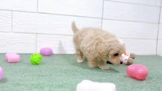 ハーフ犬の動画01