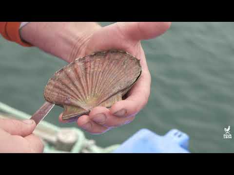 Comment ouvrir des coquilles Saint-Jacques ?