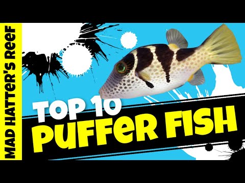 Top 10 Puffers for a Saltwater Aquarium